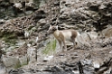 Arctic Fox (Polarræv)